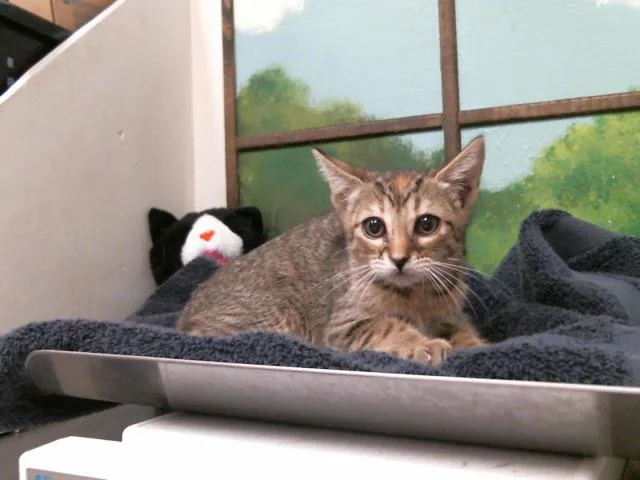 A baby small-sized female Domestic Short Hair cat named Sunfyre for adoption in Houston, TX