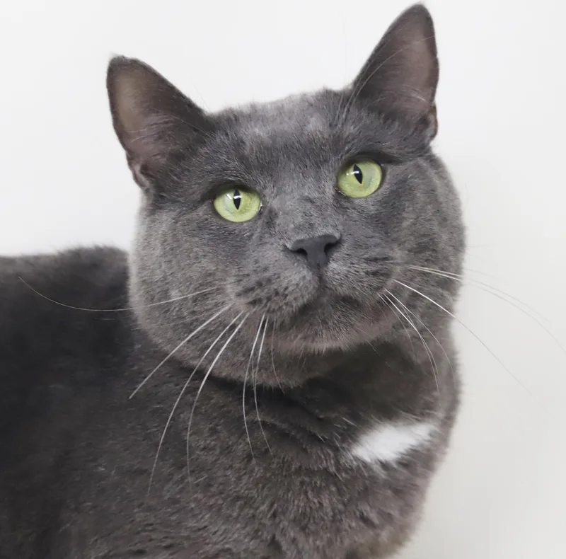 A young large-sized male Gray / Blue / Silver Russian Blue cat named Danny Boy is a for adoption in Bedford Hills, NY