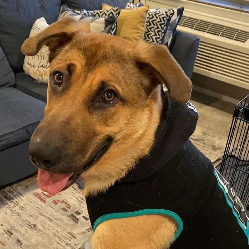 A young large-sized male German Shepherd Dog dog named Brooklyn Boi for adoption in Long Island City, NY