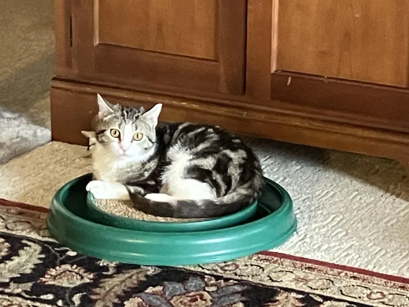 Miss Marble