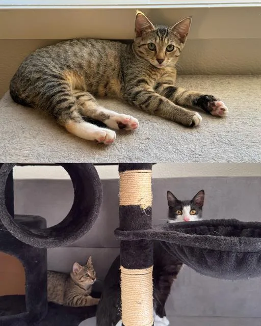 A baby small-sized female Domestic Short Hair cat named Olive for adoption in Kent, WA