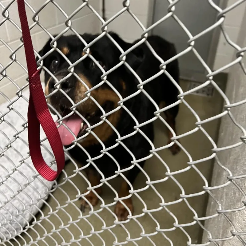 A senior extra large-sized female Black Rottweiler dog named Laila for adoption in Harrisonburg, VA
