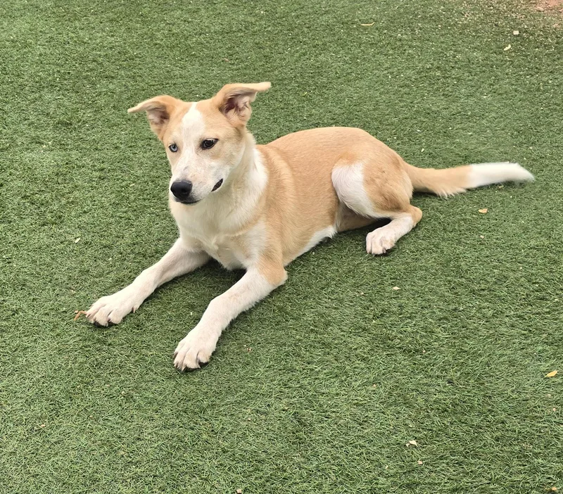 A baby medium-sized male Labrador Retriever dog named Grandview for adoption in Apache Junction, AZ