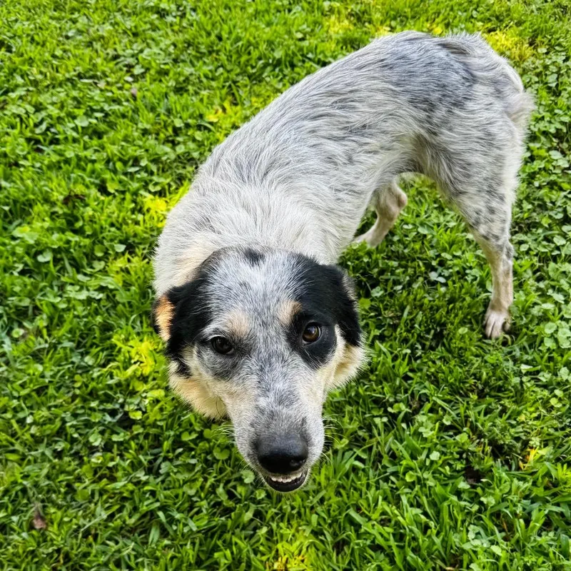 An adult medium-sized female White / Cream Australian Shepherd dog named June for adoption in Brownsboro, AL