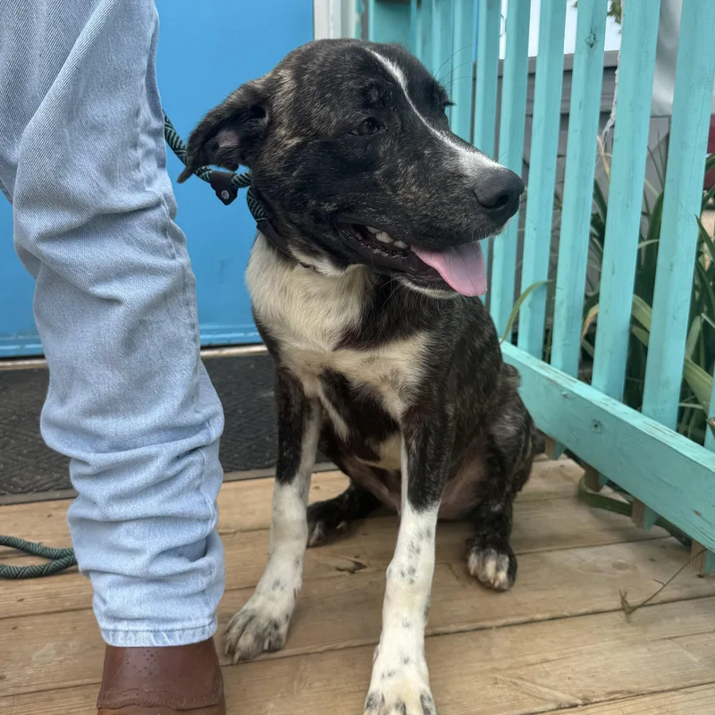 A young medium-sized male White / Cream Mixed Breed dog named Marcellus for adoption in Columbia, SC