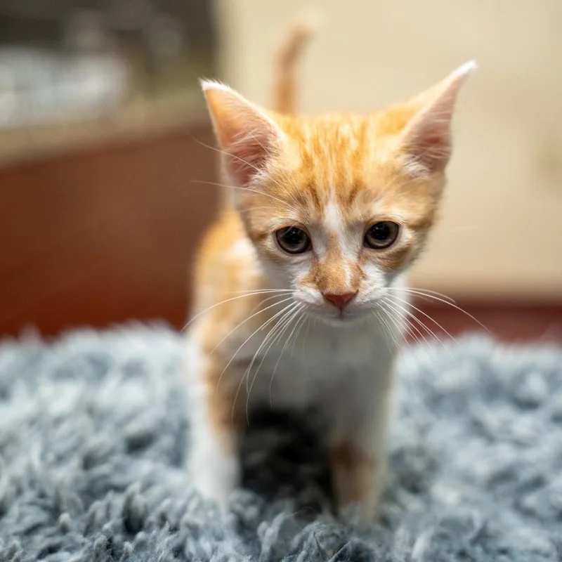 A baby small-sized male Orange / Red Domestic Short Hair cat named Ed for adoption in Gainesville, GA