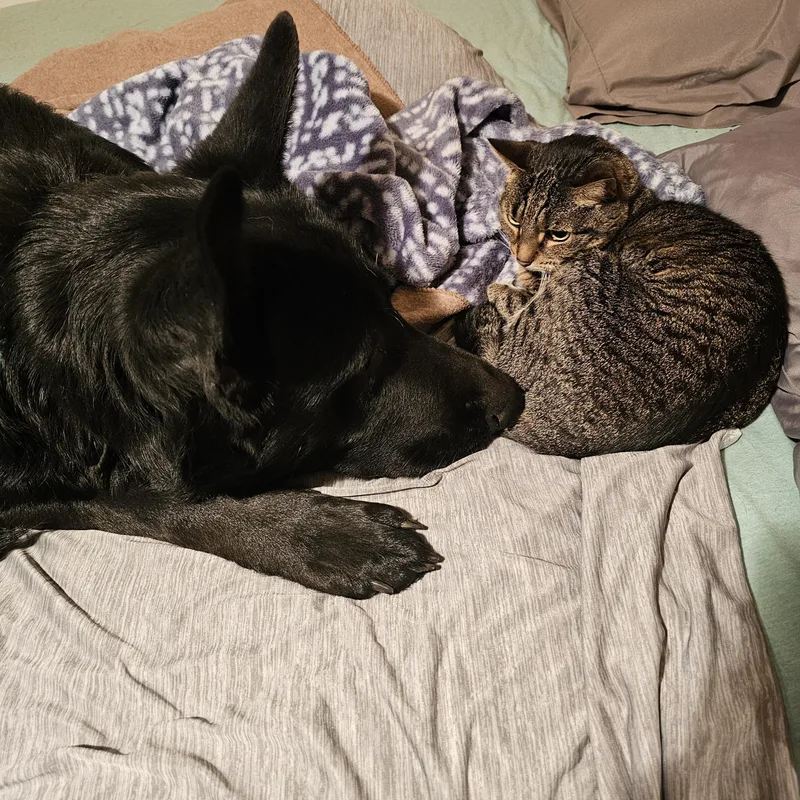 An adult large-sized male Black German Shepherd Dog dog named Maverick for adoption in Cleveland, OK