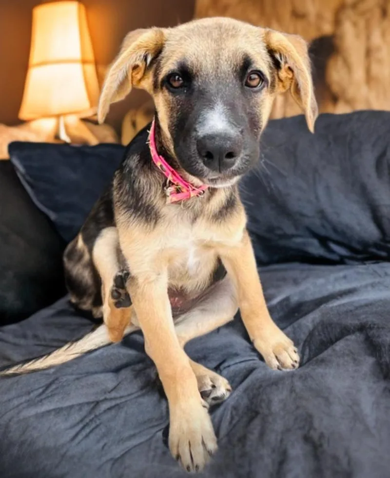 A baby medium-sized female Tricolor (Brown, Black, & White) German Shepherd Dog dog named Nina for adoption in Austin, TX