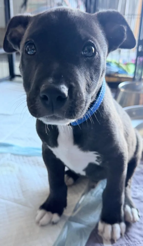 A baby large-sized male Tricolor (Brown, Black, & White) Pit Bull Terrier dog named Rocco for adoption in Pleasant Hill, CA