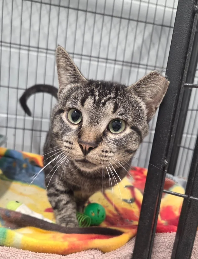 A young medium-sized male Domestic Short Hair cat named Oscar Bobb for adoption in Muskegon, MI