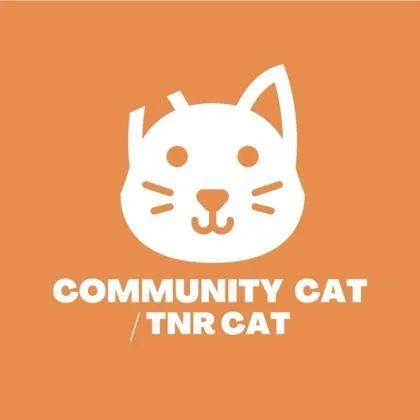 A baby small-sized male Orange / Red Domestic Short Hair cat named 61576337 for adoption in El Paso, TX