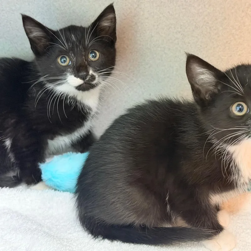A baby small-sized female Black Domestic Short Hair cat named Ukulele for adoption in Newark, NJ