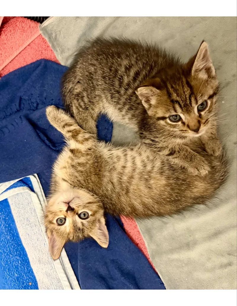 A baby medium-sized female Tabby (Buff / Tan / Fawn) Domestic Short Hair cat named Vincenzo for adoption in Charlotte, NC