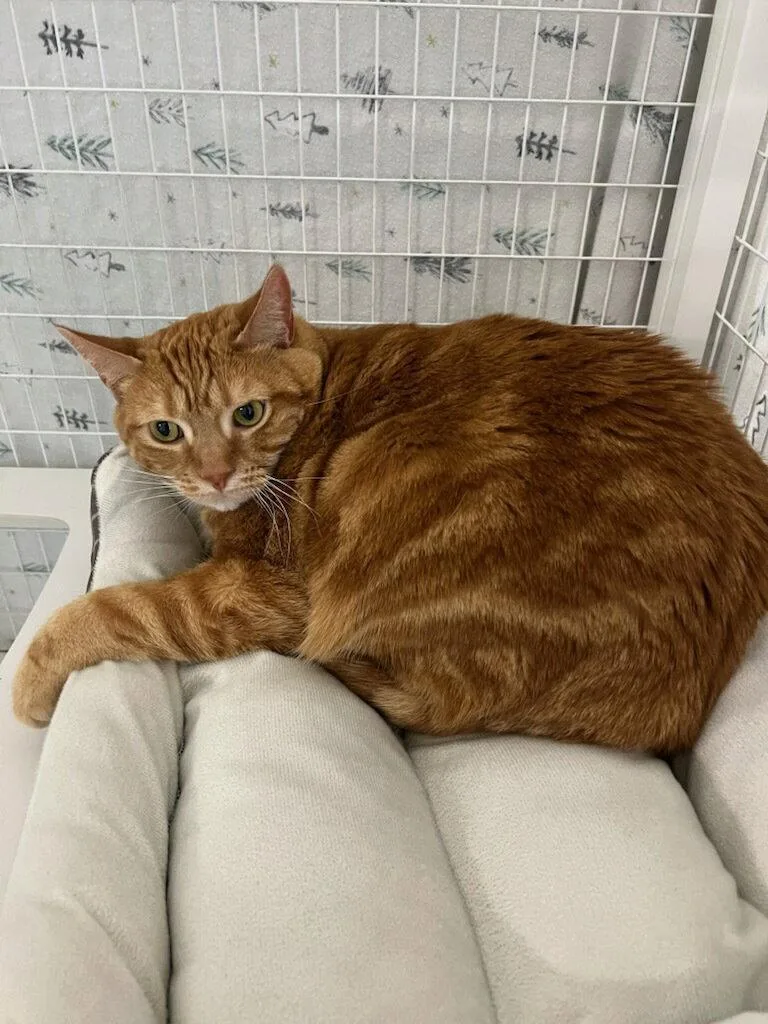 A young medium-sized female Domestic Short Hair cat named Polly Pocket for adoption in Williamsburg, IA