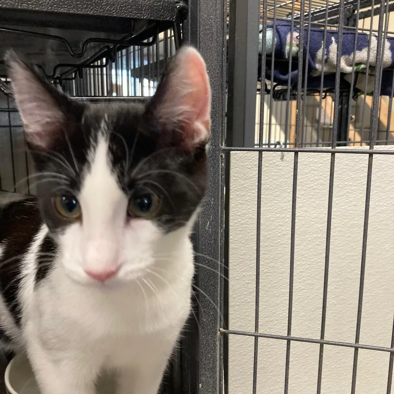 A baby medium-sized male Black & White / Tuxedo Domestic Short Hair cat named Meatloaf for adoption in Kankakee, IL
