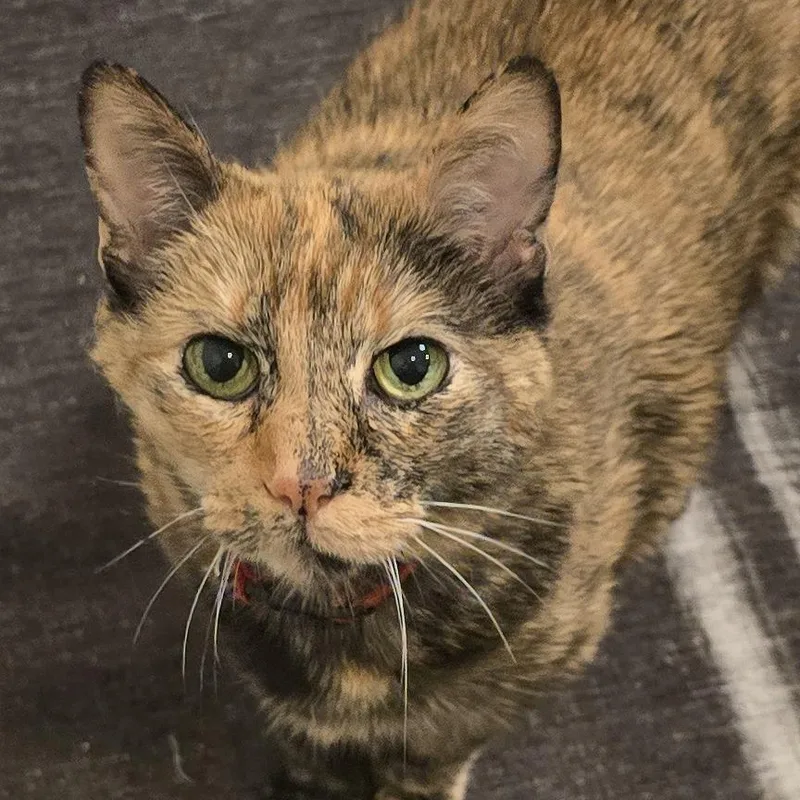 A senior small-sized female Tortoiseshell Domestic Short Hair cat named Aeris for adoption in Naperville, IL
