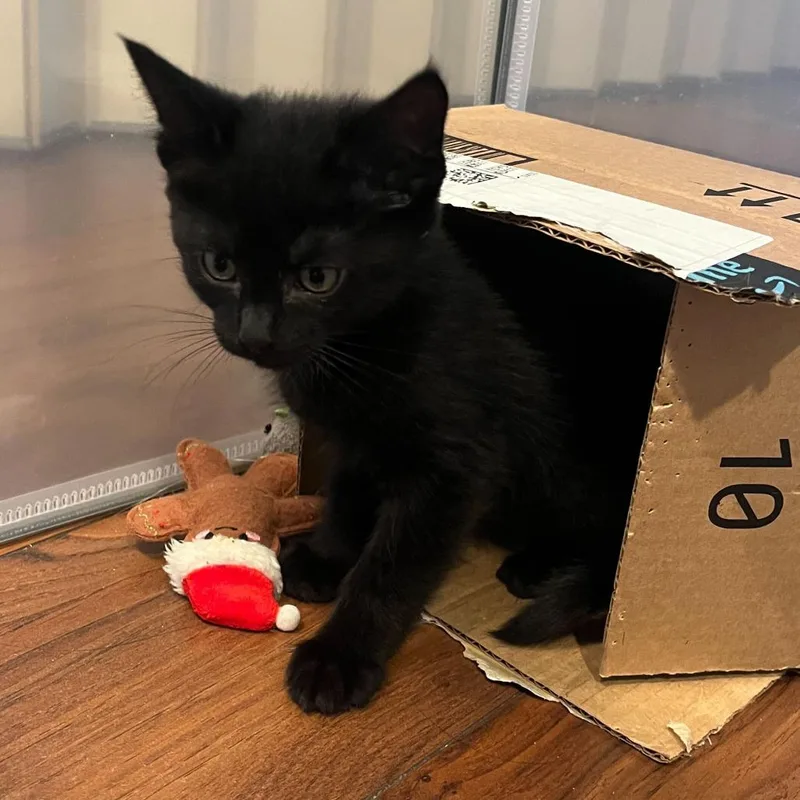 A baby small-sized female Black Domestic Short Hair cat named Brie for adoption in Sunnyvale, CA