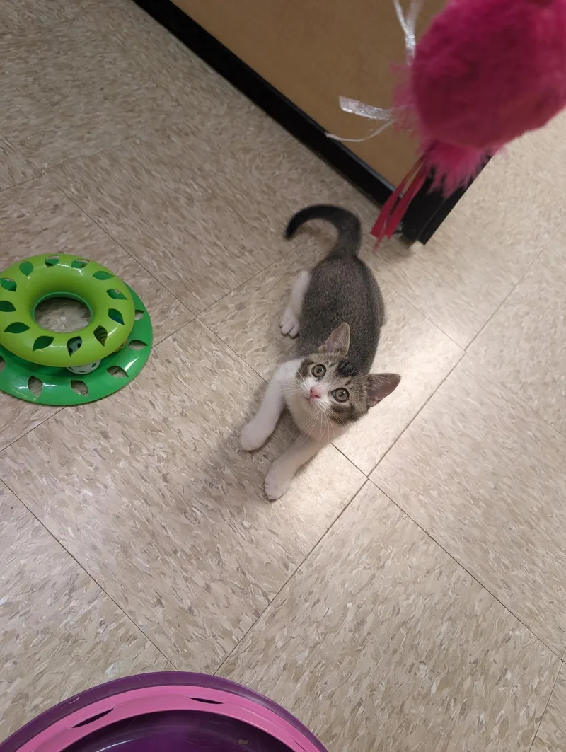 A young medium-sized male Black Tabby cat named Eli for adoption in Elgin, SC