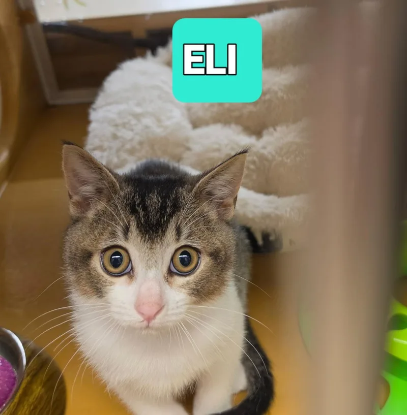 Eli thumbnail 3