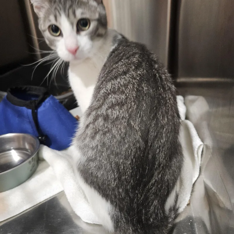 A baby medium-sized male Gray / Blue / Silver Tabby cat named Echo for adoption in Marina del Rey, CA