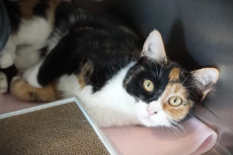 Harlequin thumbnail 2