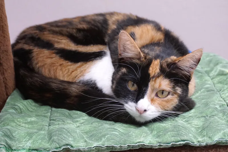 Harlequin thumbnail 3