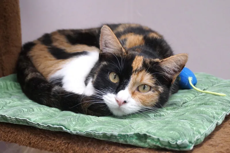 A young medium-sized female Domestic Short Hair cat named Harlequin for adoption in Fountain Hills, AZ