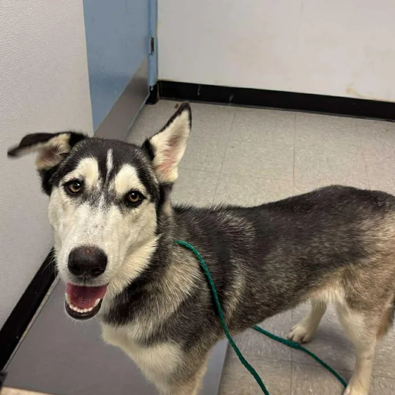 An adult medium-sized female White / Cream Husky dog named Twigy for adoption in Bastrop, TX