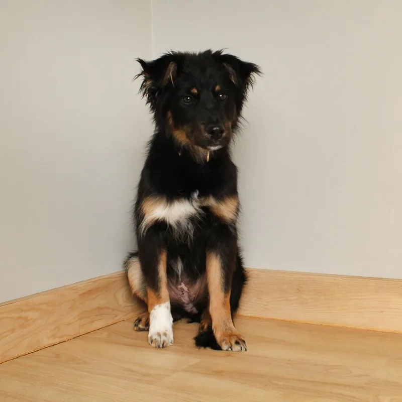 A baby medium-sized female Black Australian Shepherd dog named Madeline D for adoption in Minnetonka, MN