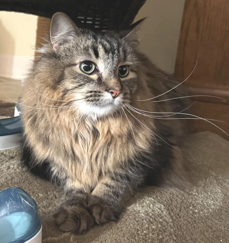 Furrguson thumbnail 2