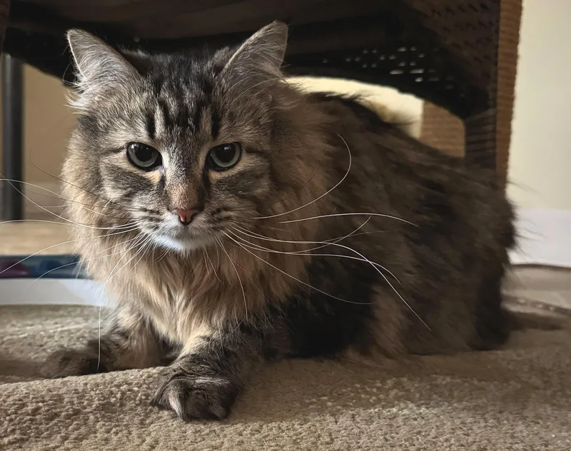 Furrguson thumbnail 3