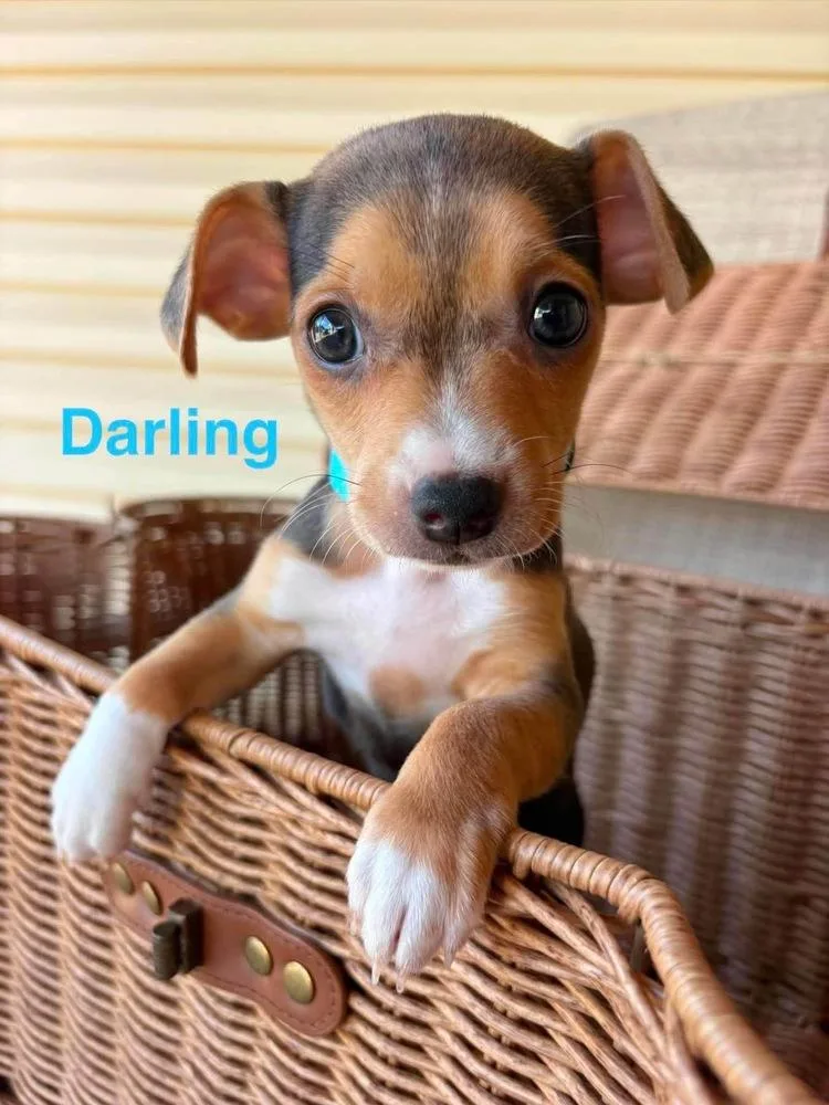 A baby small-sized female Chihuahua dog named Darling for adoption in Shawnee, OK