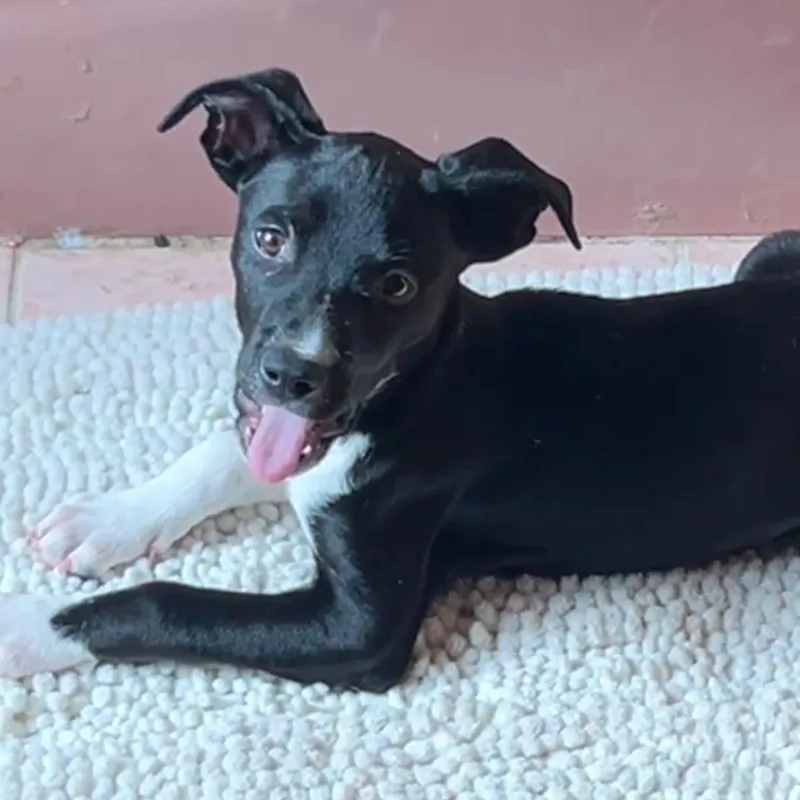A baby small-sized female Labrador Retriever dog named Maureen for adoption in Carmel, NY