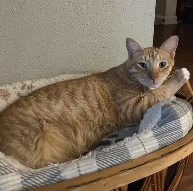 A young large-sized male Tabby (Orange / Red) Domestic Short Hair cat named Sonny for adoption in Liverpool, TX