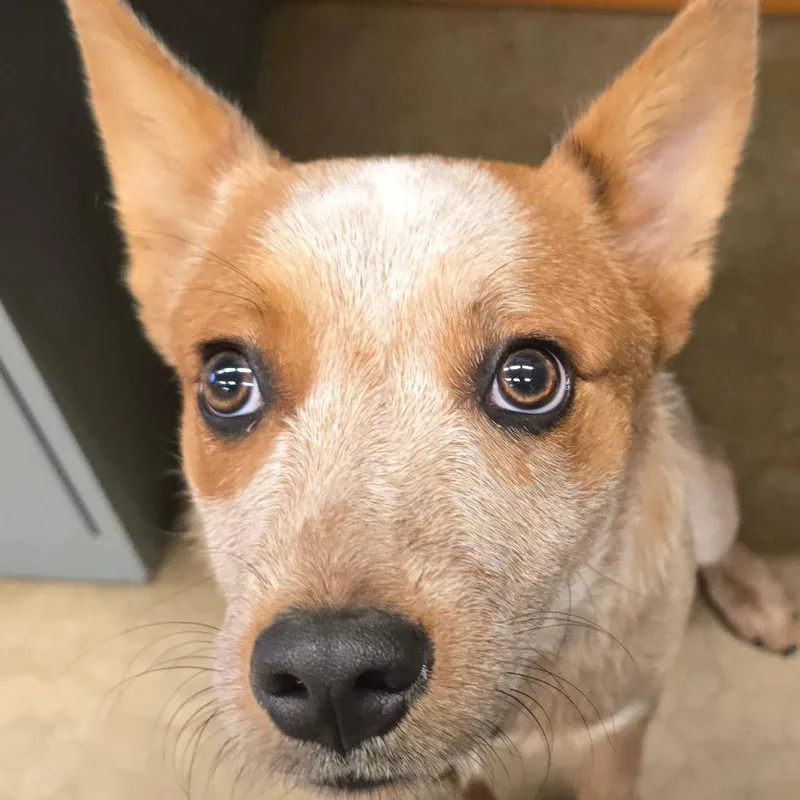 A young medium-sized female Red / Chestnut / Orange Cattle Dog dog named Ruby for adoption in Wickenburg, AZ
