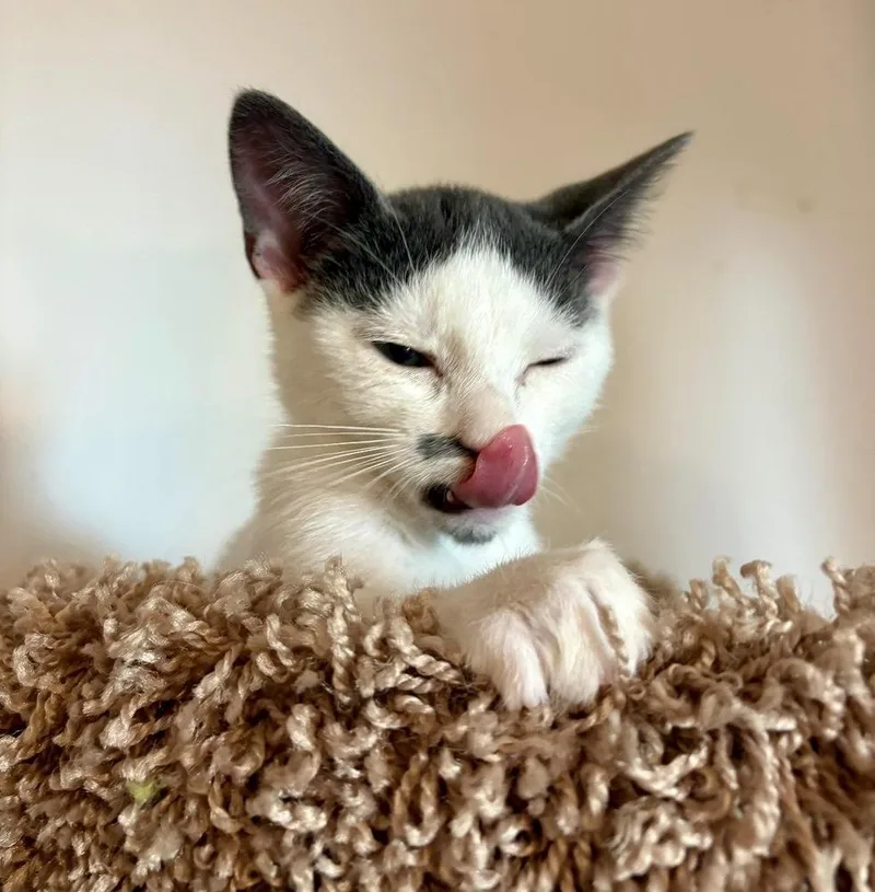 An adult small-sized male Gray & White Domestic Short Hair cat named Miso for adoption in Lake Wylie, SC