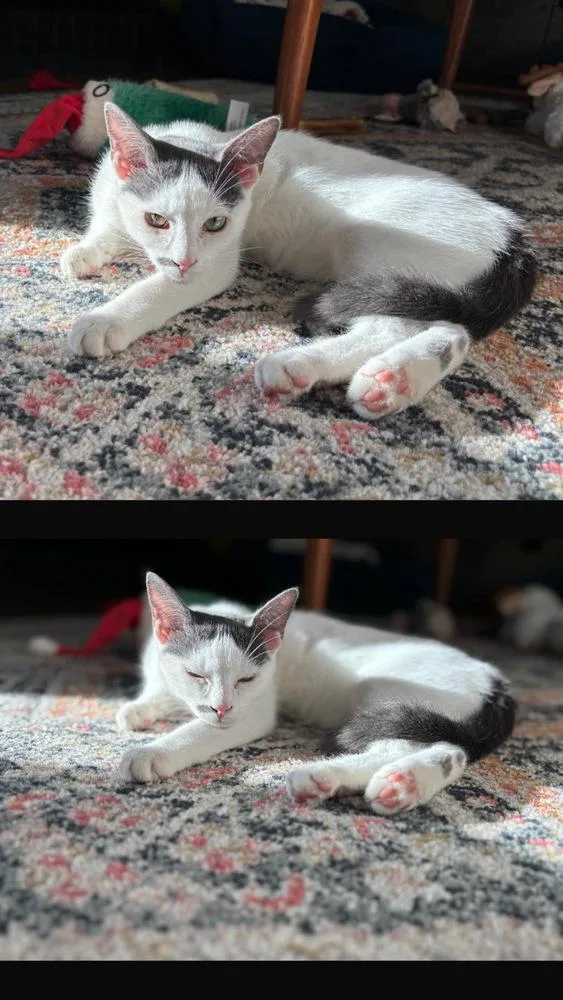 Miso thumbnail 3
