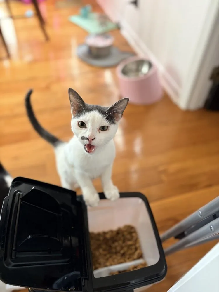 Miso thumbnail 4