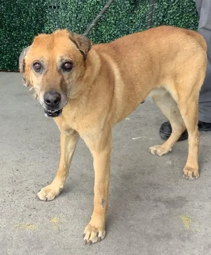 An adult large-sized male Brown / Chocolate Mixed Breed dog named Dr. Jekyll for adoption in El Paso, TX