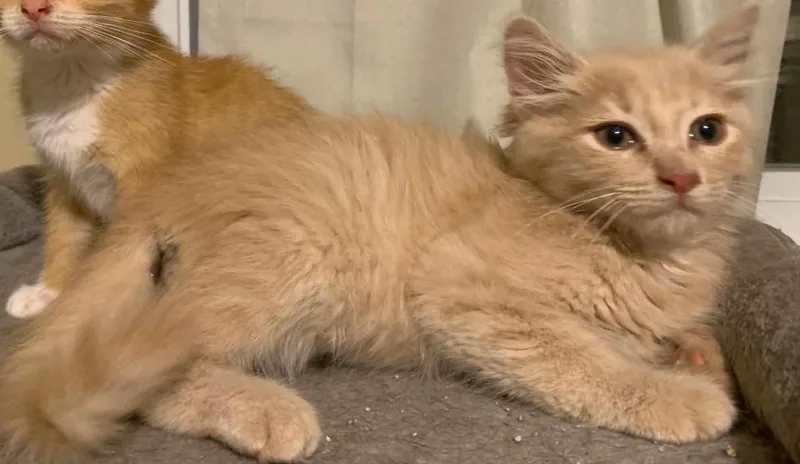 A baby medium-sized male Orange / Red Domestic Short Hair cat named Barley for adoption in Battle Creek, MI