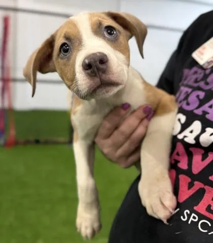 A baby medium-sized male Mixed Breed dog named Alfredo for adoption in West Chester, PA