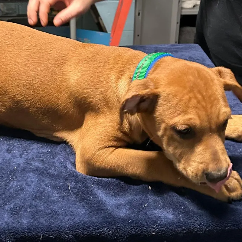 A young large-sized male Yellow / Tan / Blond / Fawn Boxer dog named Kane for adoption in Salem, WV