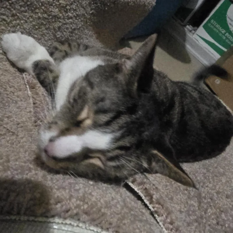 An adult small-sized male Gray / Blue / Silver Domestic Short Hair cat named Rocket Home to for adoption in South Elgin, IL