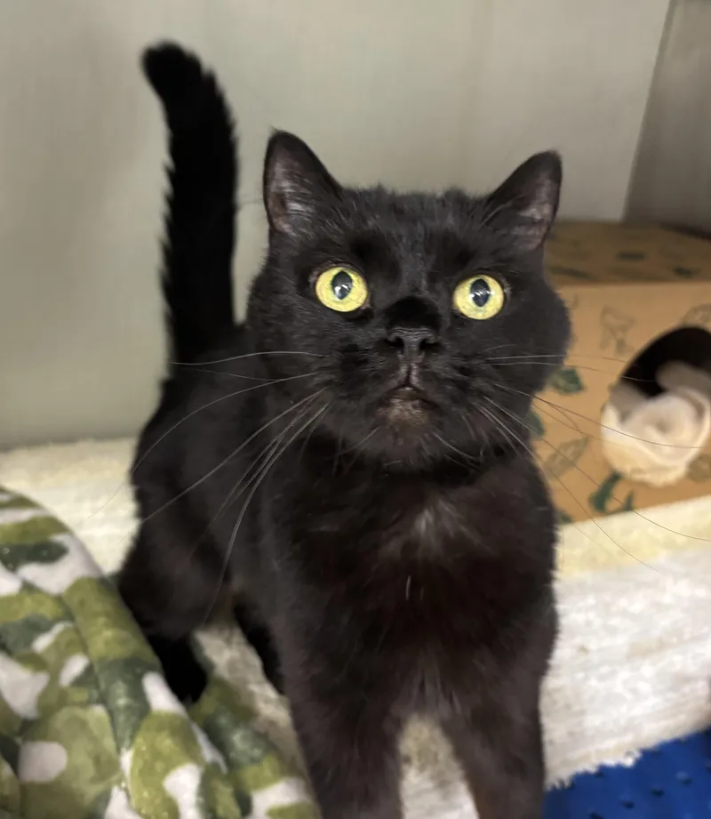 A senior medium-sized female Domestic Short Hair cat named Clementine for adoption in Danville, IN
