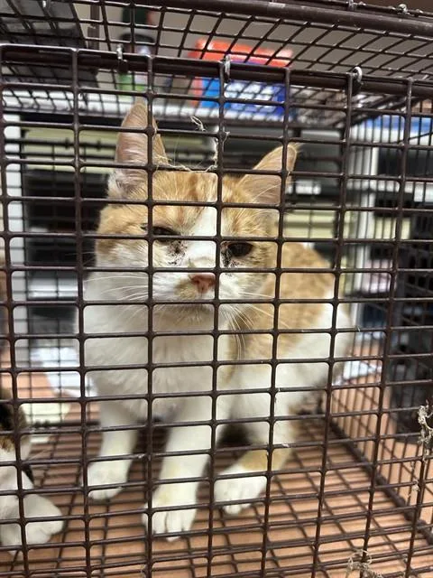 A baby medium-sized female Domestic Short Hair cat named Maria Brink for adoption in Sacramento, CA