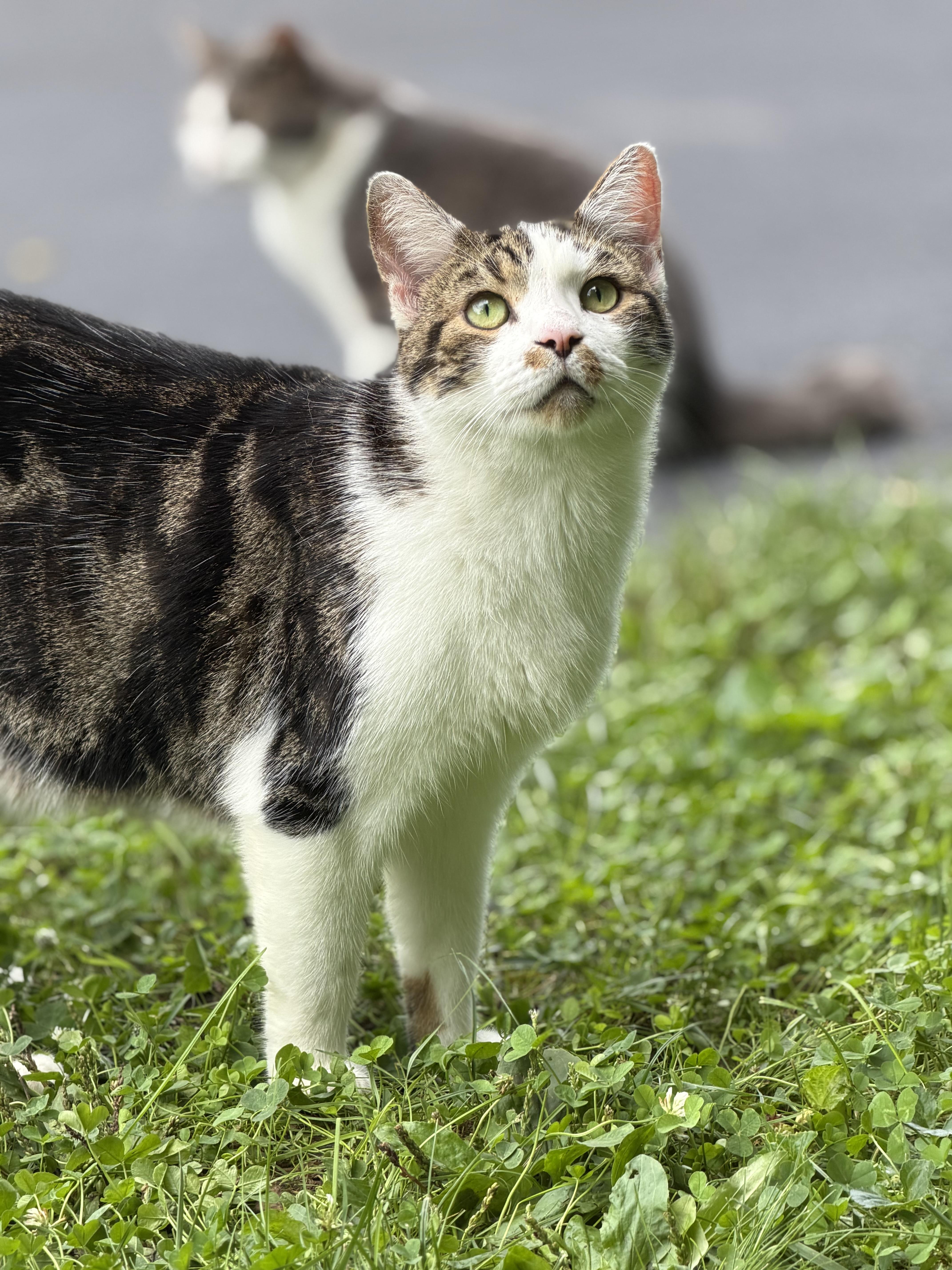 A young medium-sized male White Domestic Short Hair cat named Smudge for adoption in Copley, OH