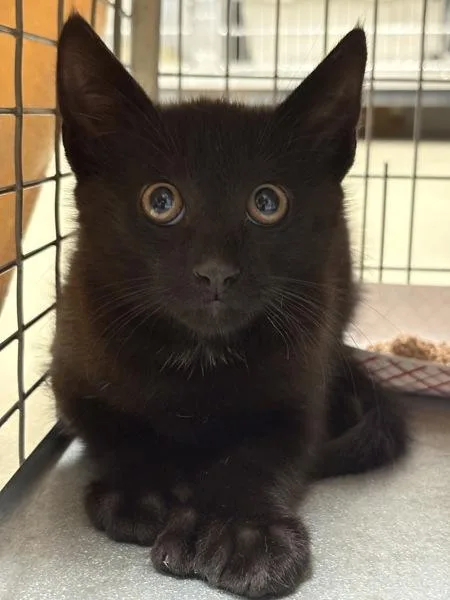 A baby small-sized male Domestic Short Hair cat named Pickles for adoption in Millersville, MD