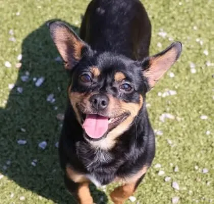 An adult small-sized male Chihuahua dog named Pepper Athens for adoption in Rockaway, NJ