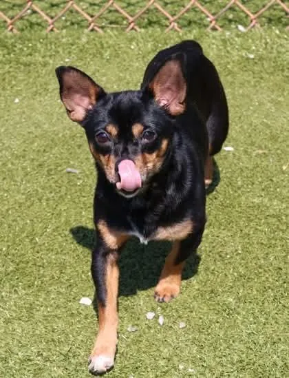 Pepper Athens thumbnail 2