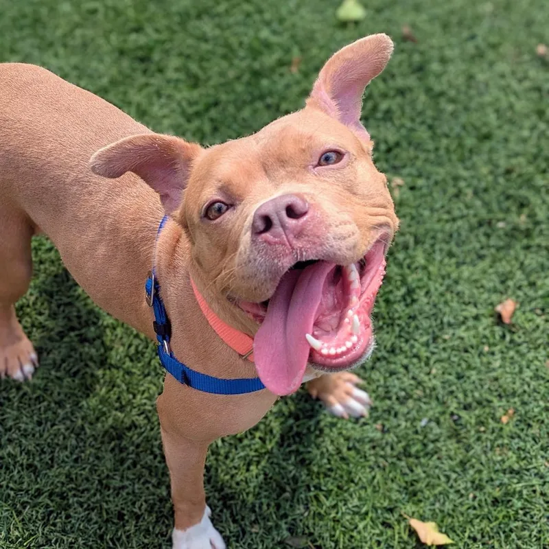 An adult medium-sized female Yellow / Tan / Blond / Fawn Pit Bull Terrier dog named Honey Bear for adoption in Baltimore, MD